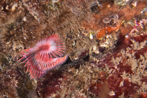 Serpula vermicularis - Photo (c) xavi salvador costa, some rights reserved (CC BY-NC)