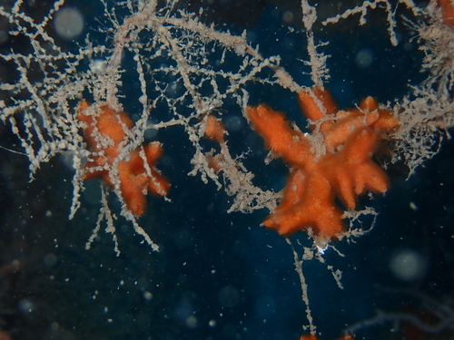 Turbicellepora avicularis - Photo (c) Berta Companys Oliva, some rights reserved (CC BY-NC)