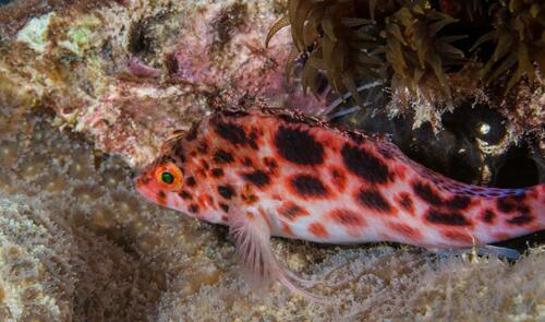 Cirrhitichthys oxycephalus - Photo (c) Bernat Garrigós, some rights reserved (CC BY-NC)