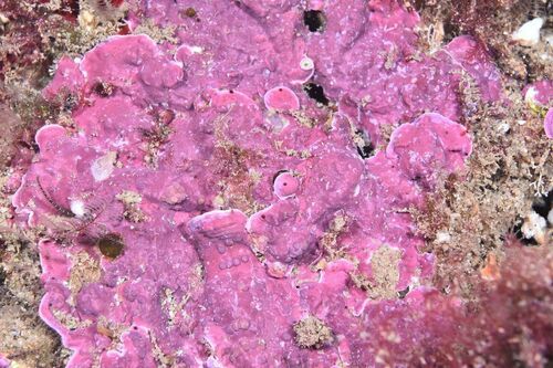 Mesophyllum expansum - Photo (c) xavi salvador costa, some rights reserved (CC BY-NC)