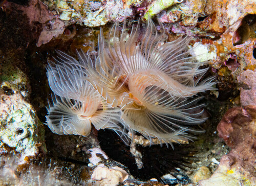 Protula tubularia - Photo (c) Bernat Garrigós, some rights reserved (CC BY-NC)