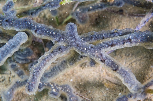 Trididemnum - Photo (c) Bernat Garrigós, some rights reserved (CC BY-NC)