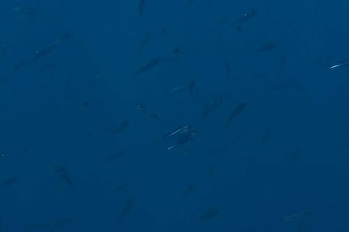 Atherina boyeri - Photo (c) xavi salvador costa, some rights reserved (CC BY-NC)