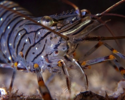 Palaemon elegans - Photo (c) oriol_d, all rights reserved