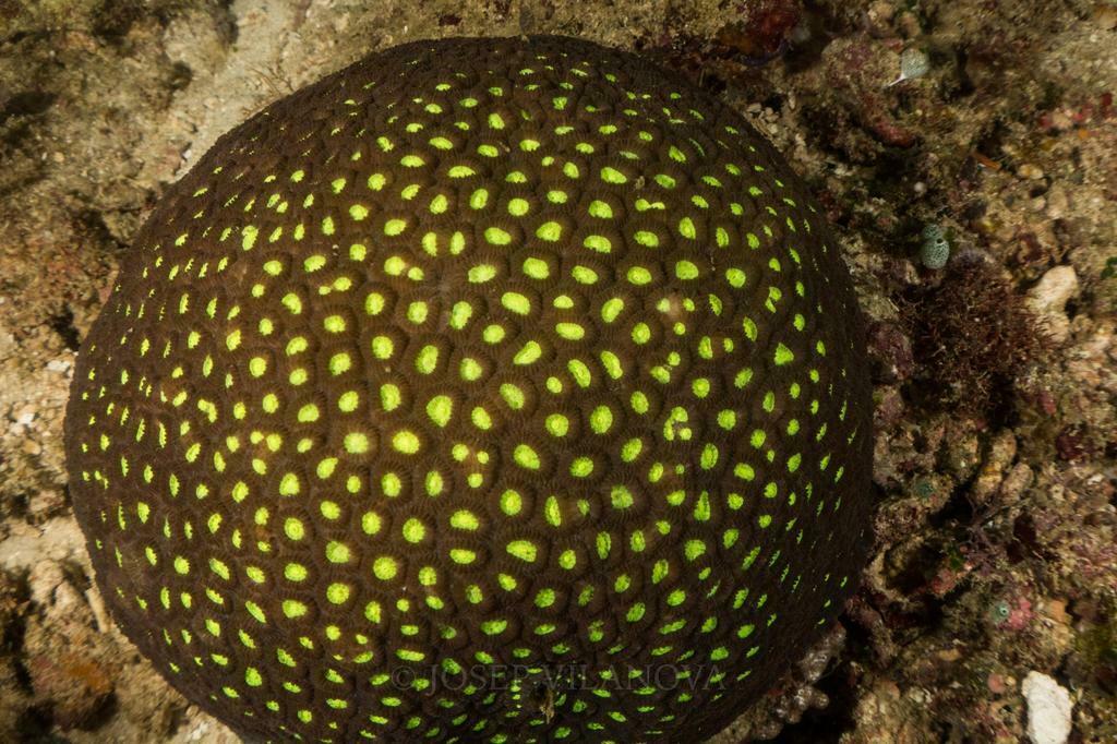 Dipsastraea - Photo (c) josepvilanova, some rights reserved (CC BY-NC)