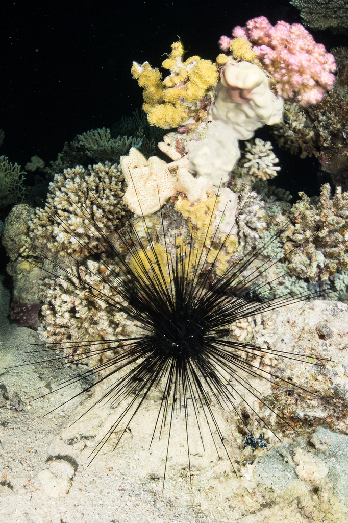 Diadema setosum - Photo (c) josepvilanova, some rights reserved (CC BY-NC)