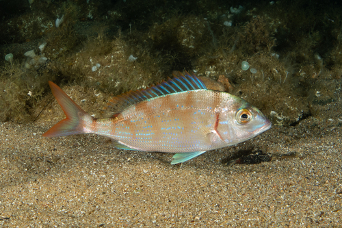 Pandora - Photo (c) josepvilanova, some rights reserved (CC BY-NC)