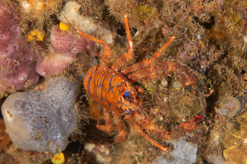 Galathea strigosa - Photo (c) josepvilanova, some rights reserved (CC BY-NC)