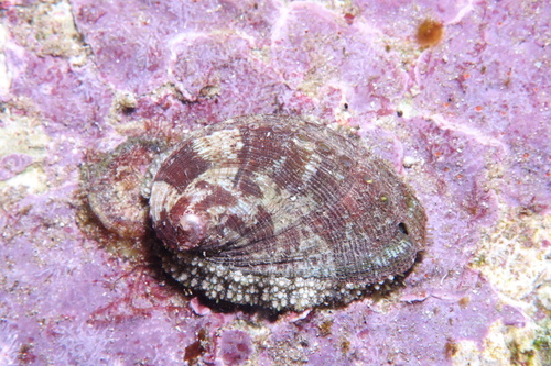 Haliotis tuberculata - Photo (c) oriol_d, all rights reserved