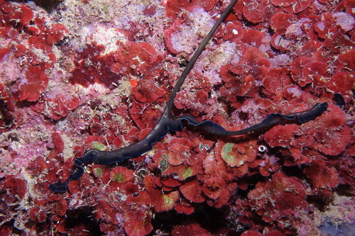 Bonellia viridis - Photo (c) oriol_d, all rights reserved