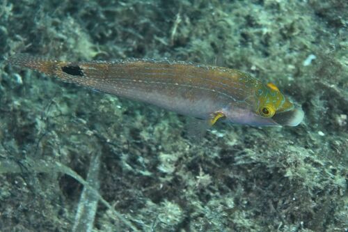 Symphodus mediterraneus - Photo (c) xavi salvador costa, some rights reserved (CC BY-NC)