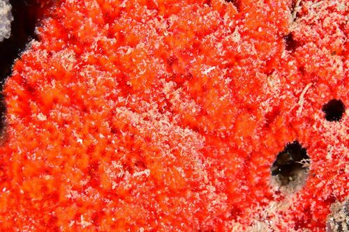 Raspaciona aculeata - Photo (c) xavi salvador costa, some rights reserved (CC BY-NC)