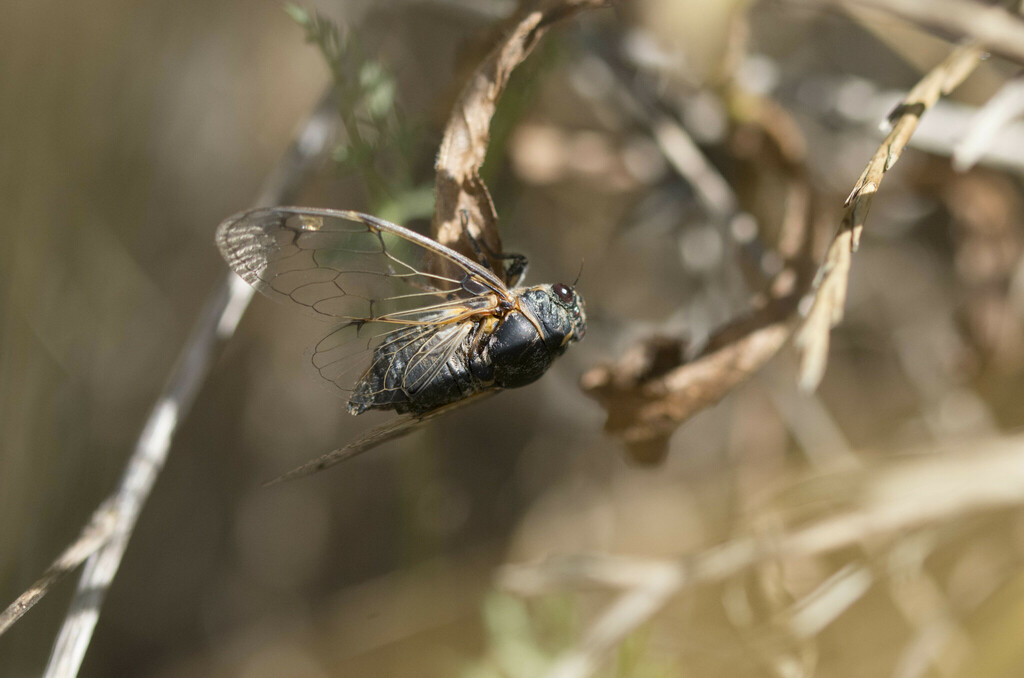 Cicadatra - Photo (c) piripip, some rights reserved (CC BY-NC)