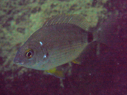 Sparidae - Photo (c) oriol_d, all rights reserved