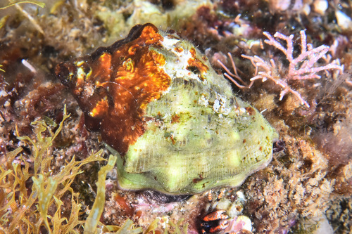 Stramonita haemastoma - Photo (c) xavi salvador costa, some rights reserved (CC BY-NC)