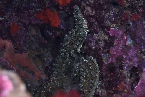 Marthasterias glacialis - Photo (c) xavi salvador costa, some rights reserved (CC BY-NC)