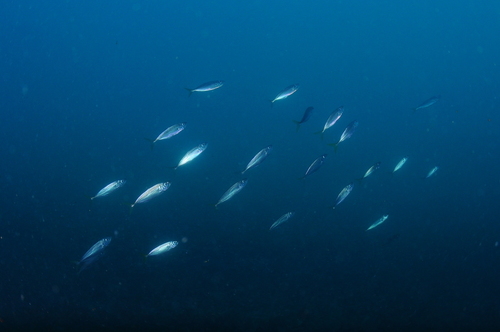 Trachurus - Photo (c) xavi salvador costa, some rights reserved (CC BY-NC)