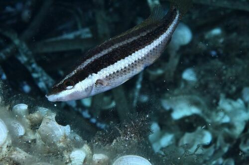 Symphodus doderleini - Photo (c) xavi salvador costa, some rights reserved (CC BY-NC)