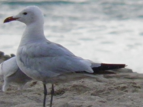 Ichthyaetus audouinii - Photo (c) Jose-Antonio Ortiz-Marzo, some rights reserved (CC BY-NC)