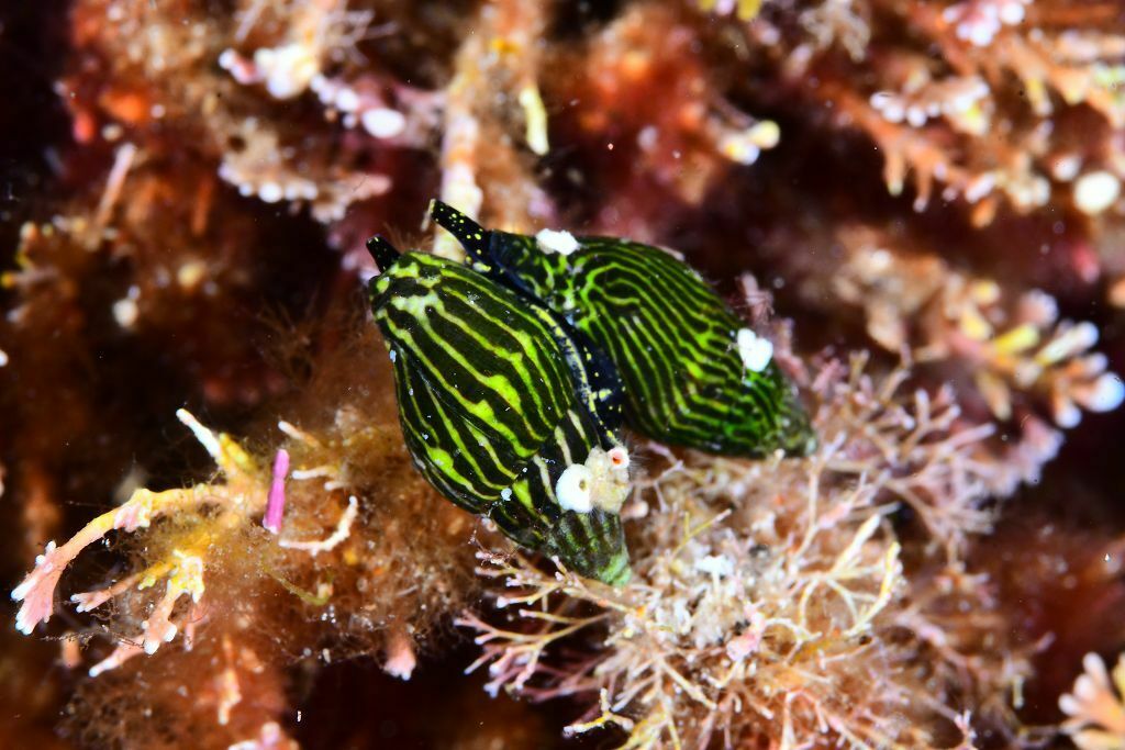 Mitrella broderipi - Photo (c) xavi salvador costa, some rights reserved (CC BY-NC)