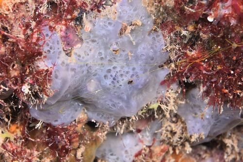 Phorbas tenacior - Photo (c) xavi salvador costa, some rights reserved (CC BY-NC)