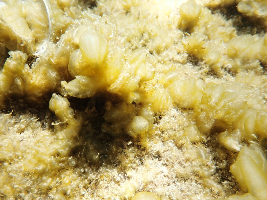 Chrysonephos lewisii - Photo (c) Berta Companys Oliva, some rights reserved (CC BY-NC)