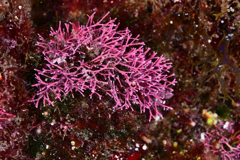 Amphiroa rubra - Photo (c) xavi salvador costa, some rights reserved (CC BY-NC)