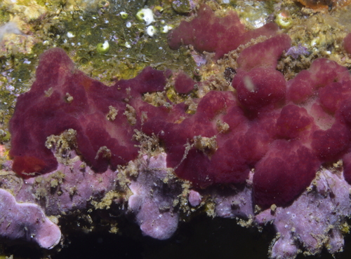 Plakina monolopha - Photo (c) oriol_d, all rights reserved