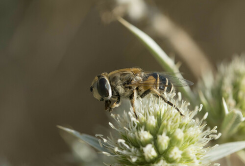 Eristalis arbustorum - Photo (c) piripip, some rights reserved (CC BY-NC)