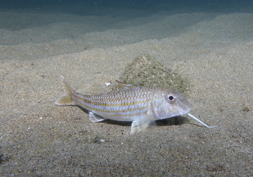 Striped Red Mullet - Photo (c) oriol_d, all rights reserved