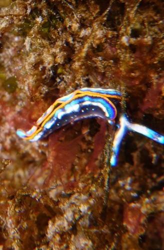 Thuridilla hopei - Photo (c) oriol_d, all rights reserved