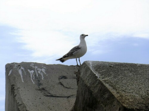 Larus michahellis - Photo (c) Andrea Comaposada, some rights reserved (CC BY-NC)