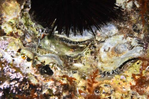 Anomia ephippium - Photo (c) xavi salvador costa, some rights reserved (CC BY-NC)